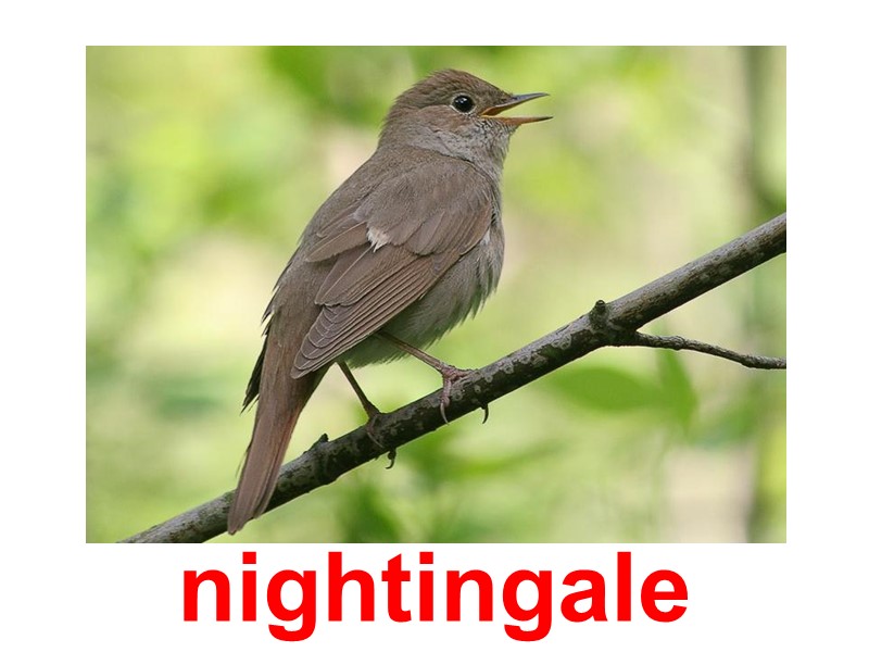 nightingale